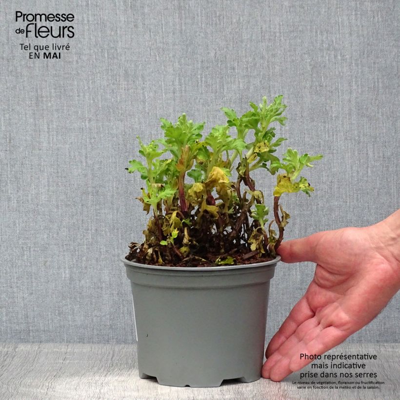 Chrysanthemum Poesie 2L/3L pot sample as delivered in spring