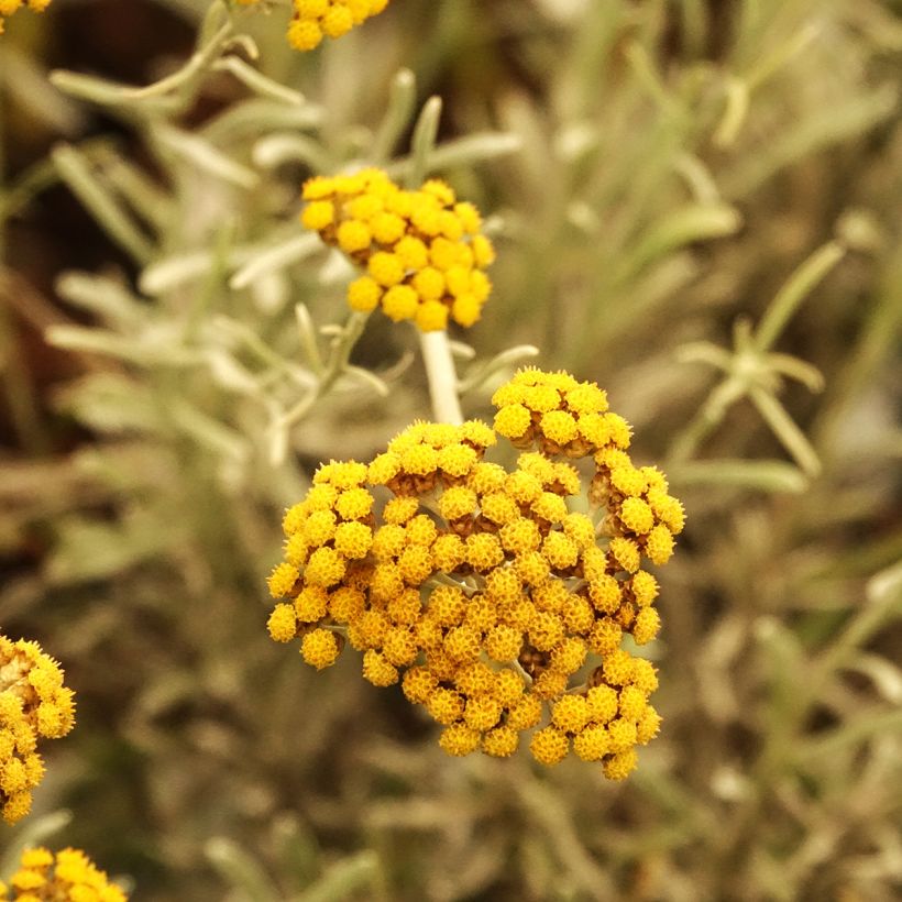 Chrysocephalum apiculatum Korma (Flowering)