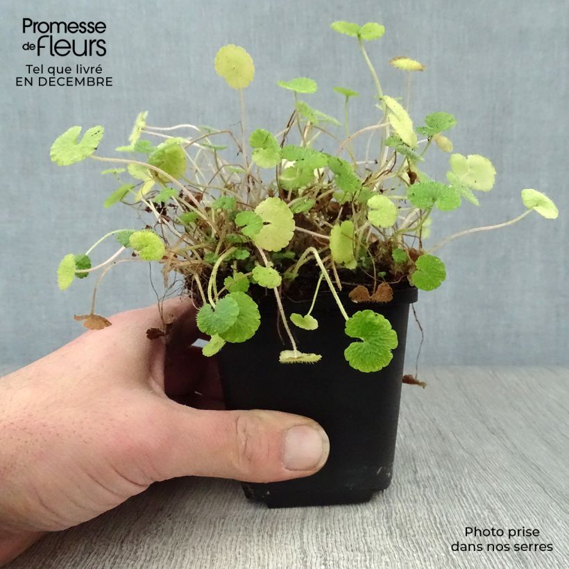 Chrysosplenium alternifolium 7/8 cm pot sample as delivered in winter