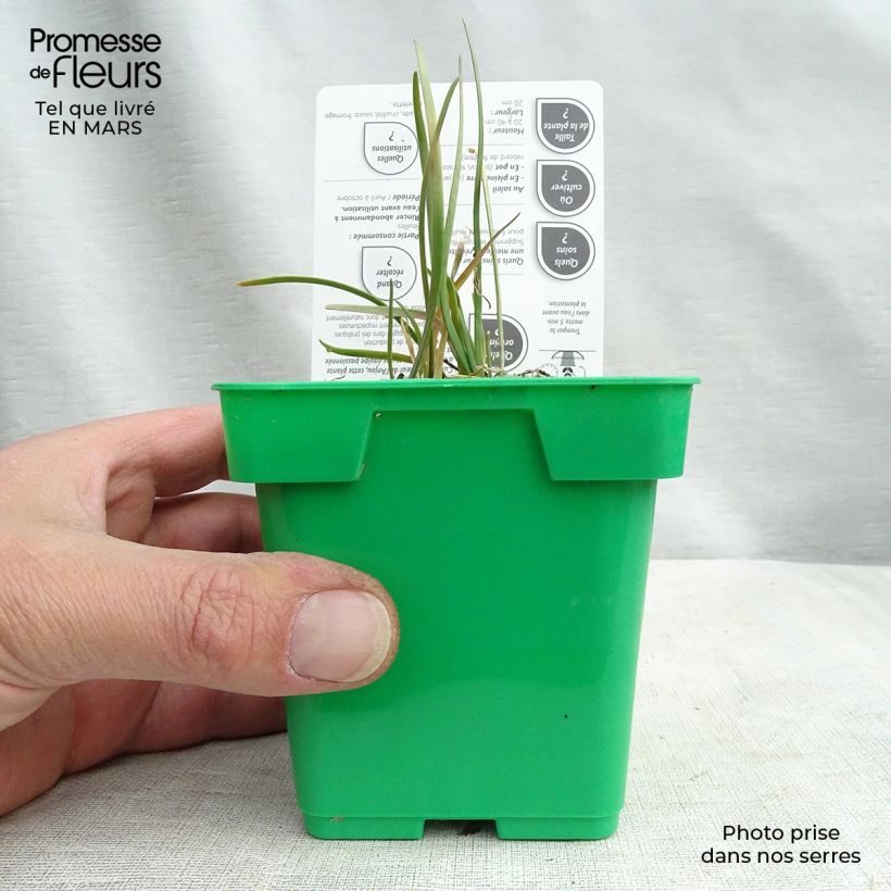 Chinese Chives plants - Allium tuberosum 10cm/11cm pot sample as delivered in winter