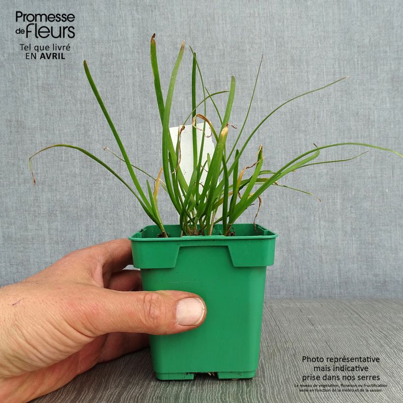 Chinese Chives plants - Allium tuberosum 8/9 cm pot sample as delivered in spring