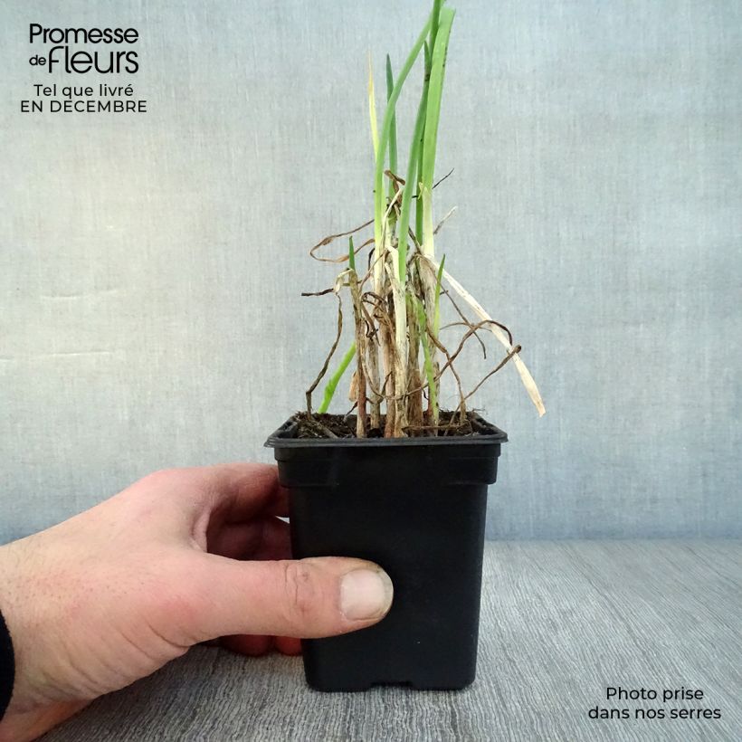 Organic Chive - Allium fistulosum 7/8 cm pot sample as delivered in winter