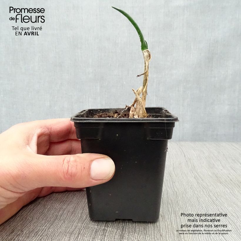 Organic Chive - Allium fistulosum 7/8 cm pot sample as delivered in spring