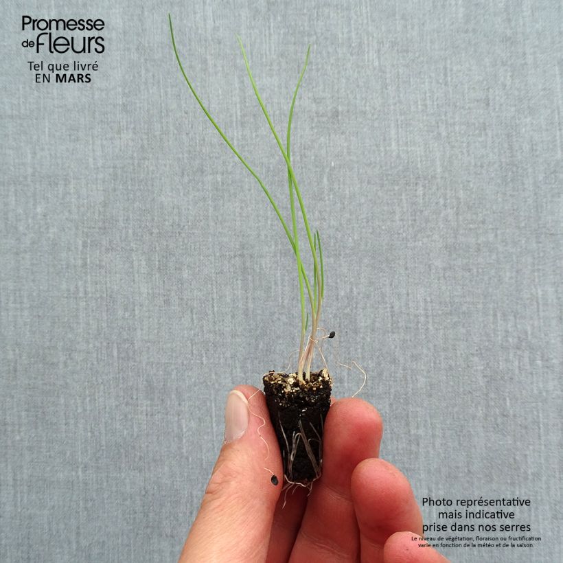 RedA. fistulosum plants Plug plant 1.5/2.5 cm sample as delivered in spring
