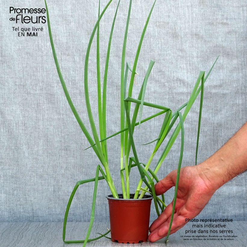 RedA. fistulosum plants 10cm/11cm pot sample as delivered in spring
