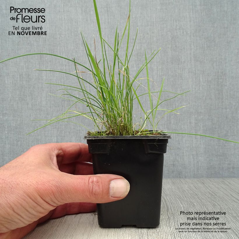 Chives - Allium schoenoprasum 8/9 cm pot sample as delivered in autumn