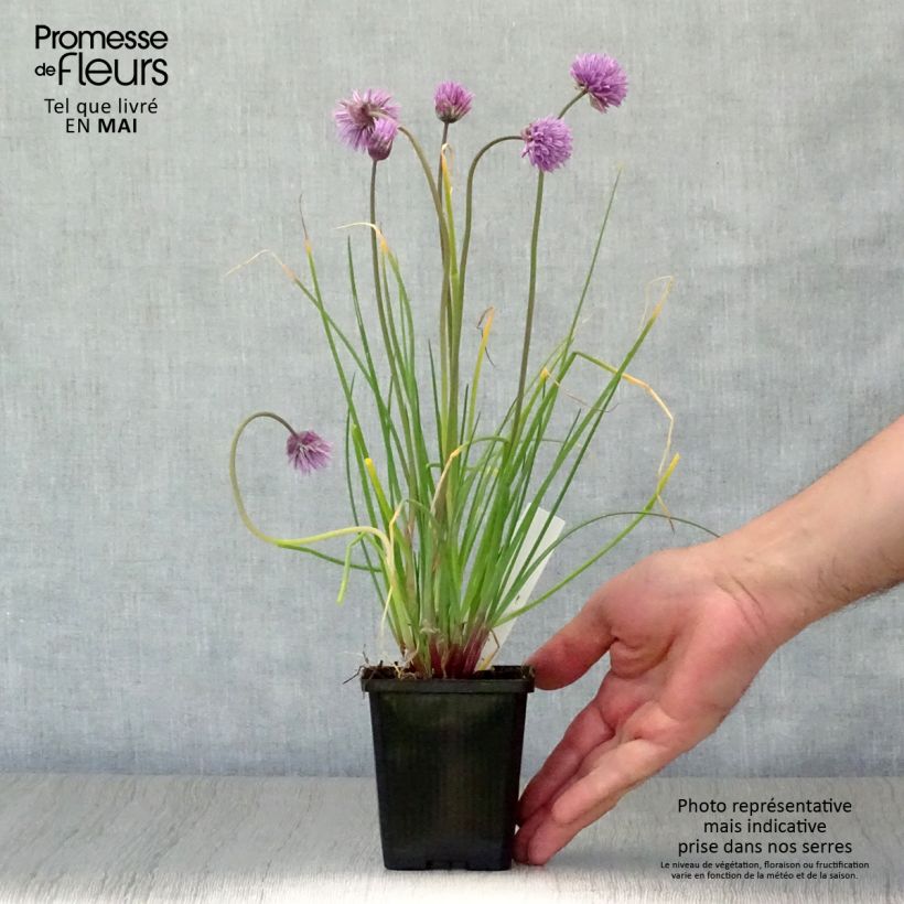 Allium schoenoprasum Rising Star 8/9 cm pot sample as delivered in spring