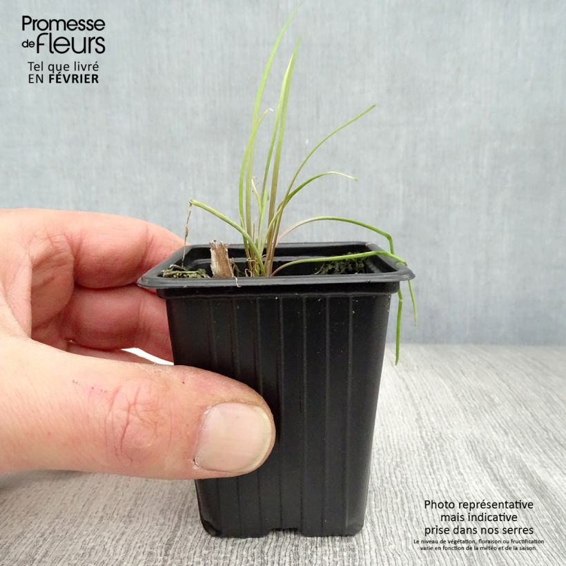 Organic Chinese Chives - Allium tuberosum 7/8 cm pot sample as delivered in winter