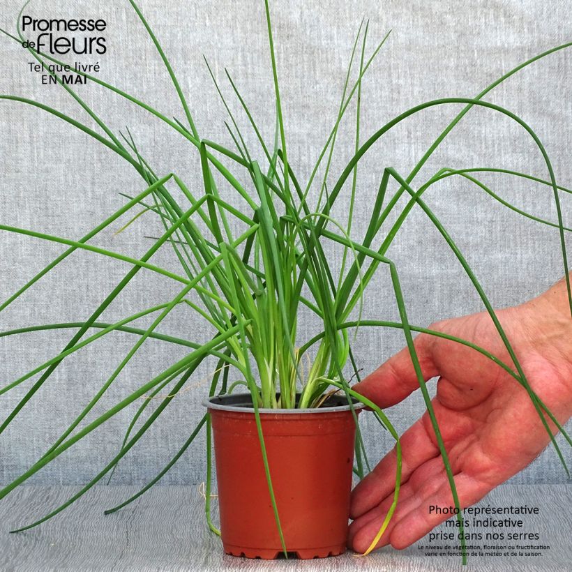 Chive plants - Allium schoenoprasum 8/9 cm pot sample as delivered in spring