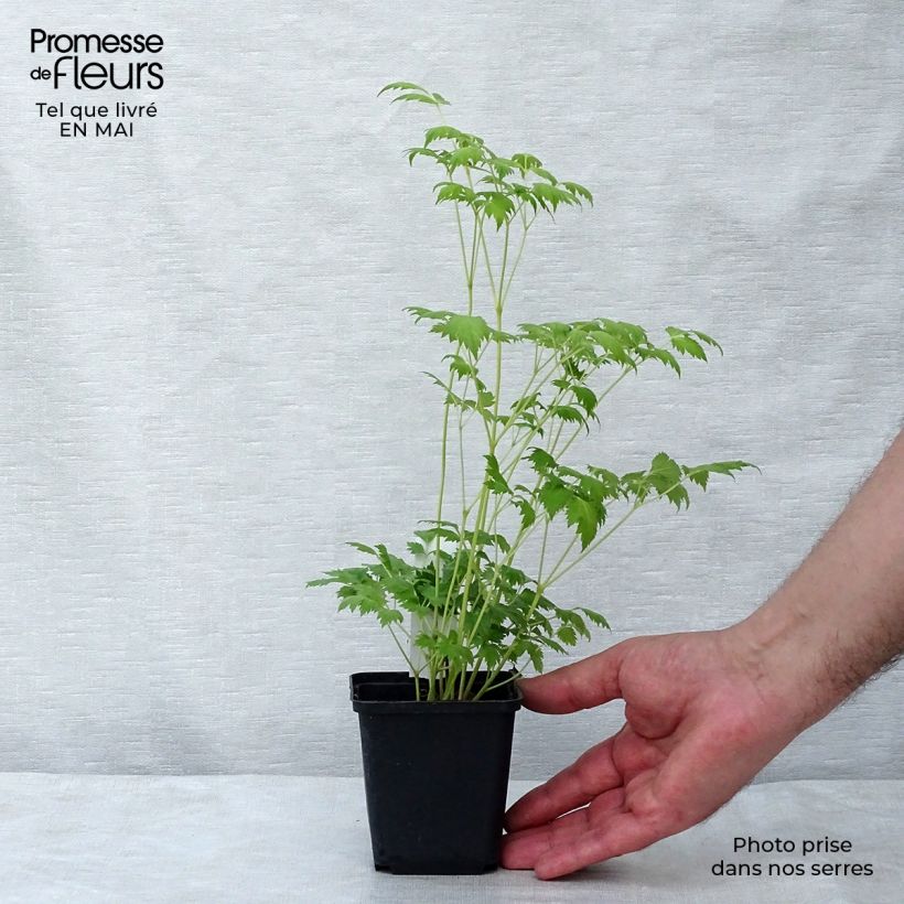 Cimicifuga White Pearl 8/9 cm pot sample as delivered in spring