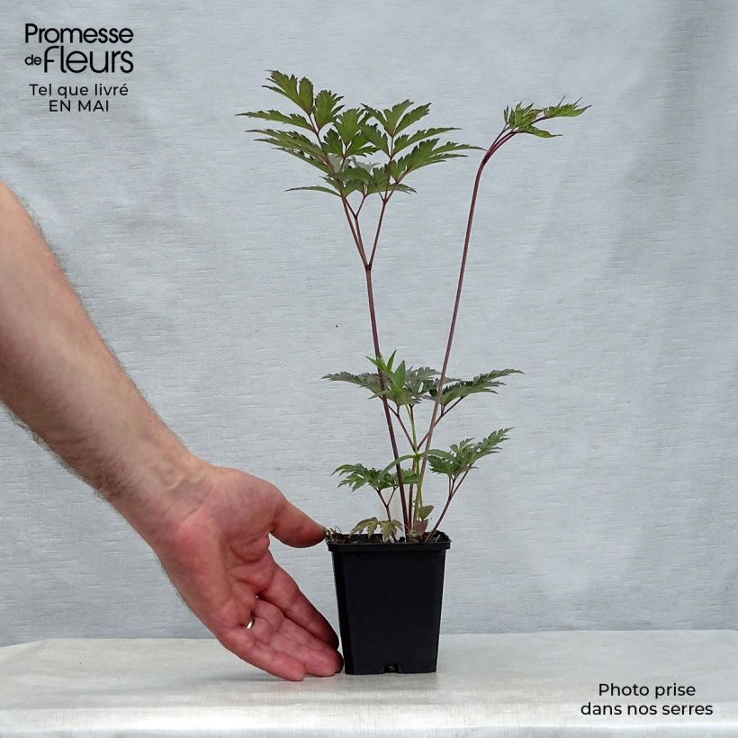 Actaea simplex Atropurpurea 8/9 cm pot sample as delivered in spring