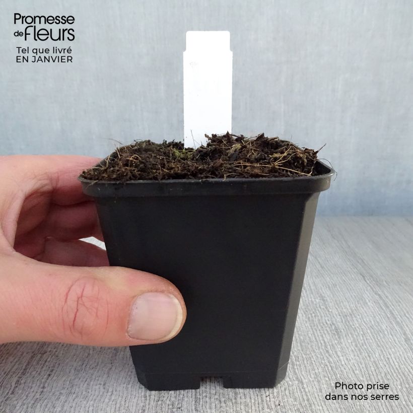 Actaea simplex Atropurpurea 8/9 cm pot sample as delivered in winter