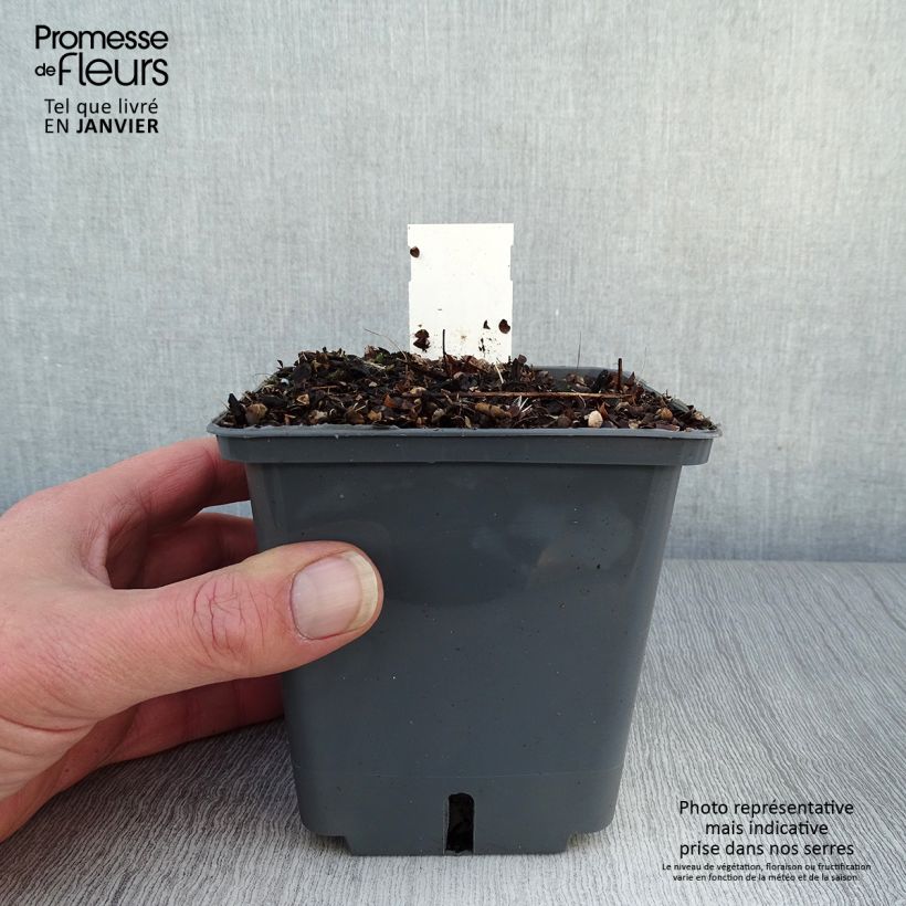 Actea simplex Black Negligee 1L/1.5L pot sample as delivered in winter