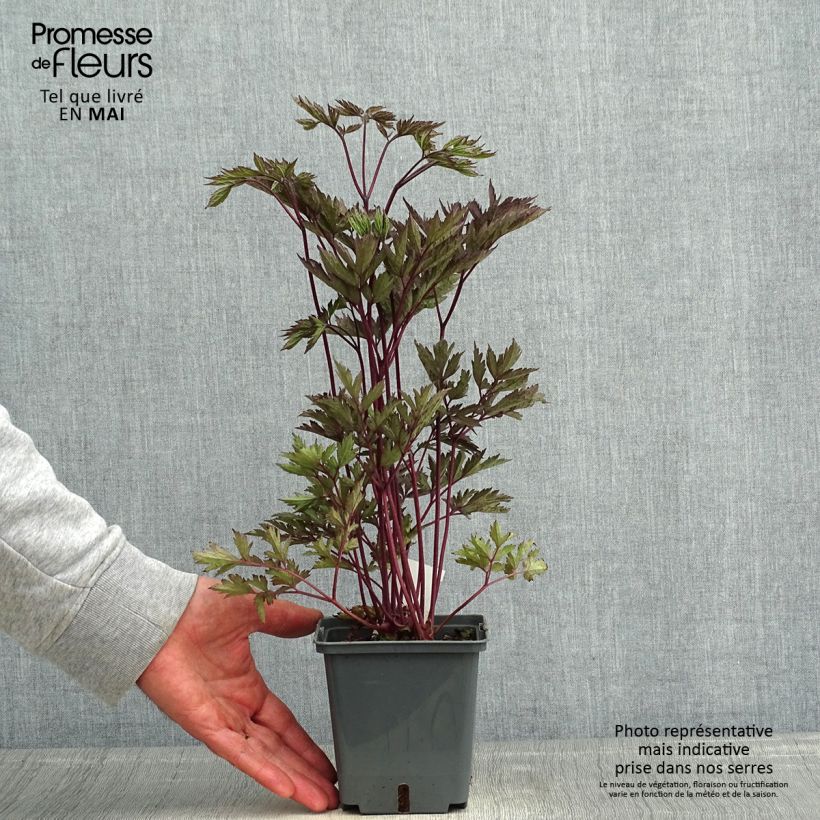 Actea simplex Black Negligee 1L/1.5L pot sample as delivered in spring