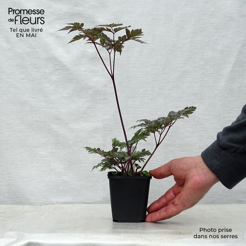 Actaea simplex Carbonella 8/9 cm pot sample as delivered in spring