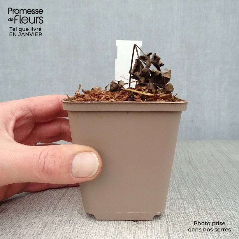 Actaea simplex Carbonella 8/9 cm pot sample as delivered in winter