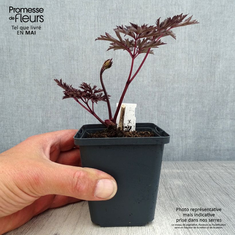 Cimicifuga simplex James Compton 8/9 cm pot sample as delivered in spring