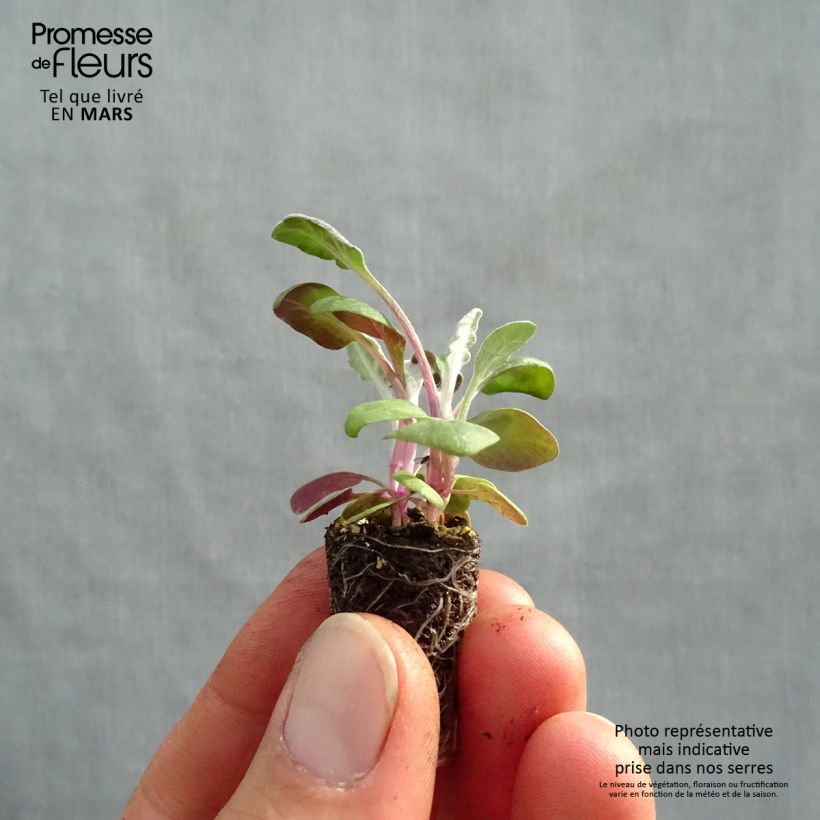 cineraria Senecio Silver Dust Plug plant 1.5/2.5 cm sample as delivered in spring