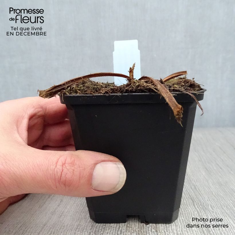 Cirsium rivulare Atropurpureum - Plume Thistle 8/9 cm pot sample as delivered in winter