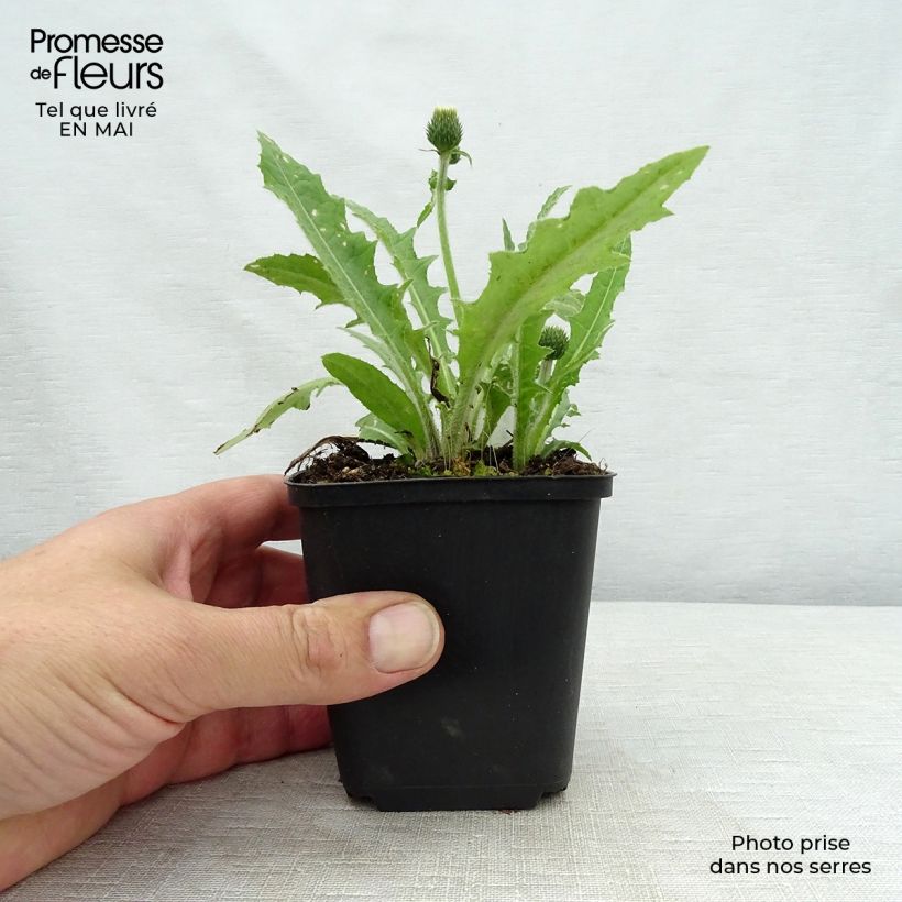 Cirsium rivulare Frosted Magic 8/9 cm pot sample as delivered in spring