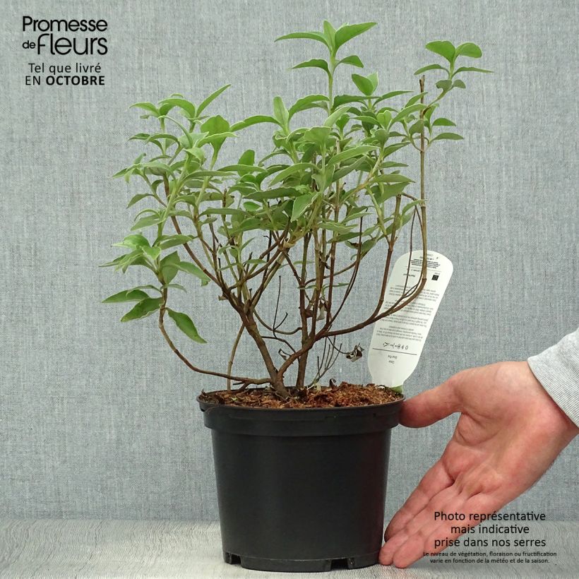 Cistus x argenteus Silver Pink - Rockrose 2L/3L pot sample as delivered in autumn