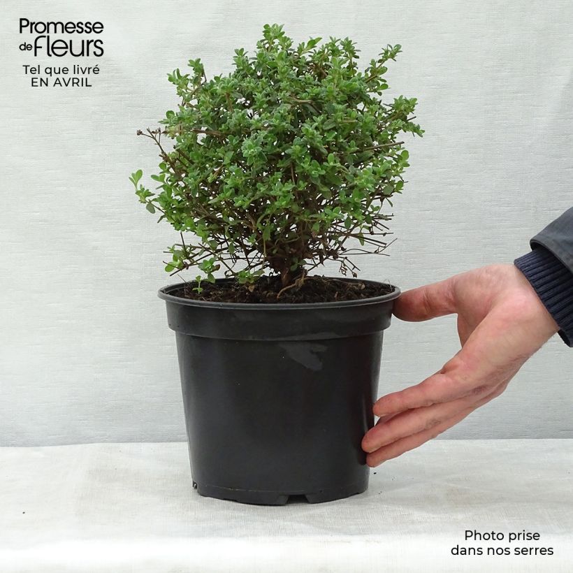 Cistus obtusifolius - Rockrose 2L/3L pot sample as delivered in spring