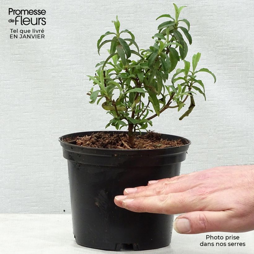 Cistus purpureus Alan Fradd - Rockrose 2L/3L pot sample as delivered in winter