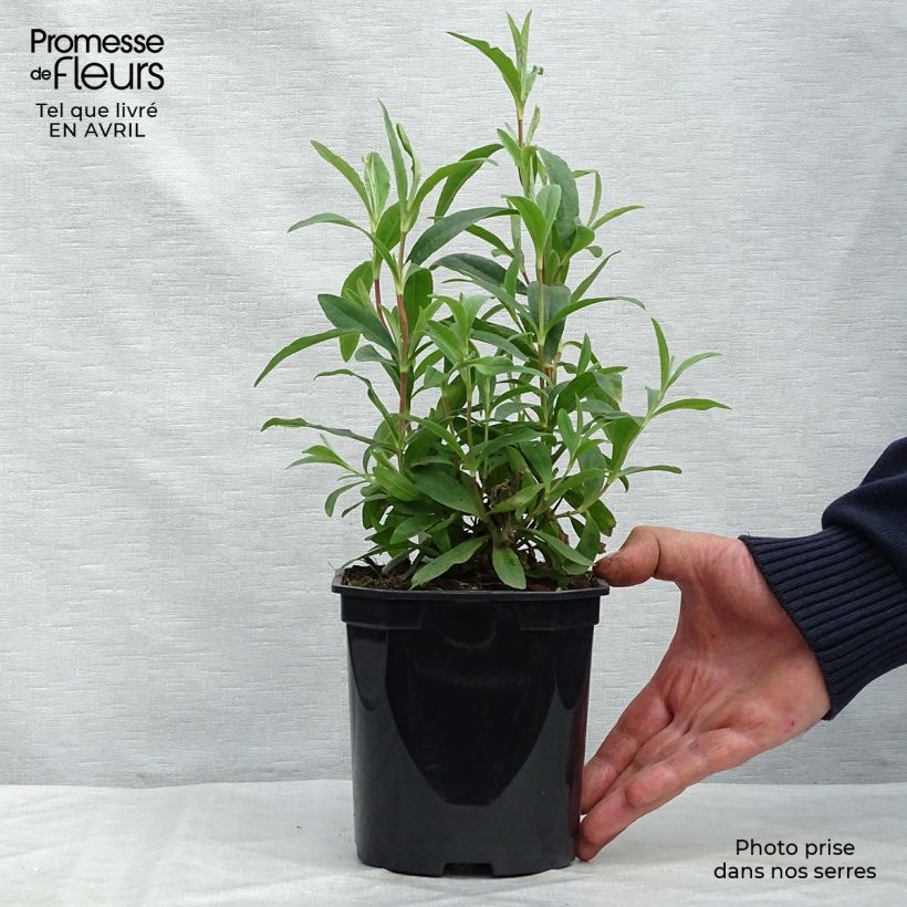 Cistus purpureus Alan Fradd - Rockrose 2L/3L pot sample as delivered in spring