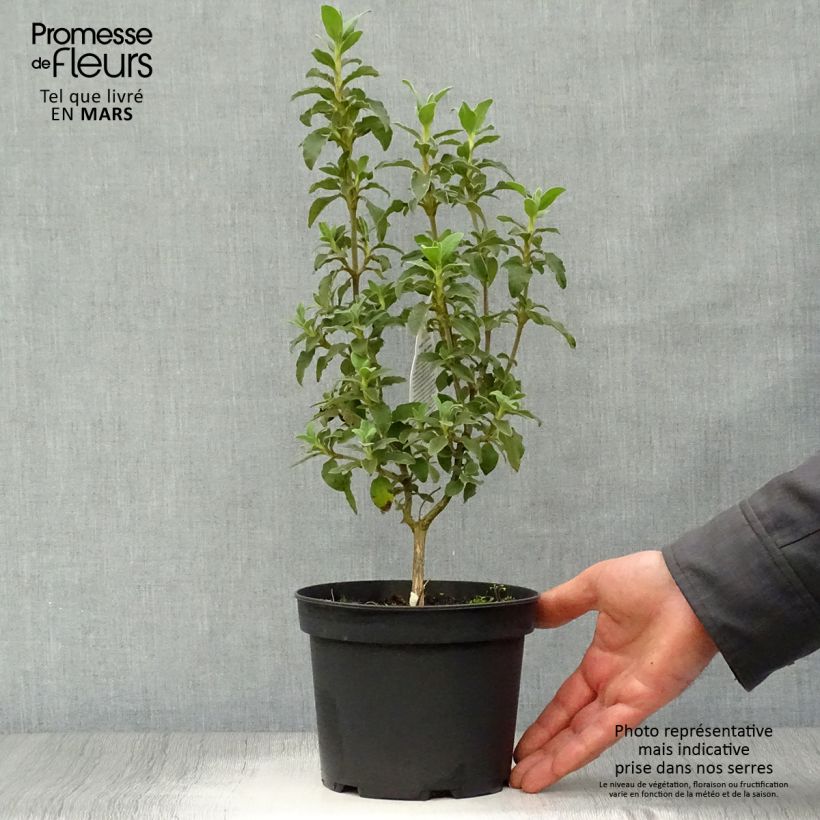 Cistus x argenteus Peggy Sammons - Rockrose 2L/3L pot sample as delivered in spring