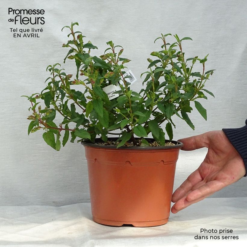 Cistus x corbariensis - Rockrose 2L/3L pot sample as delivered in spring