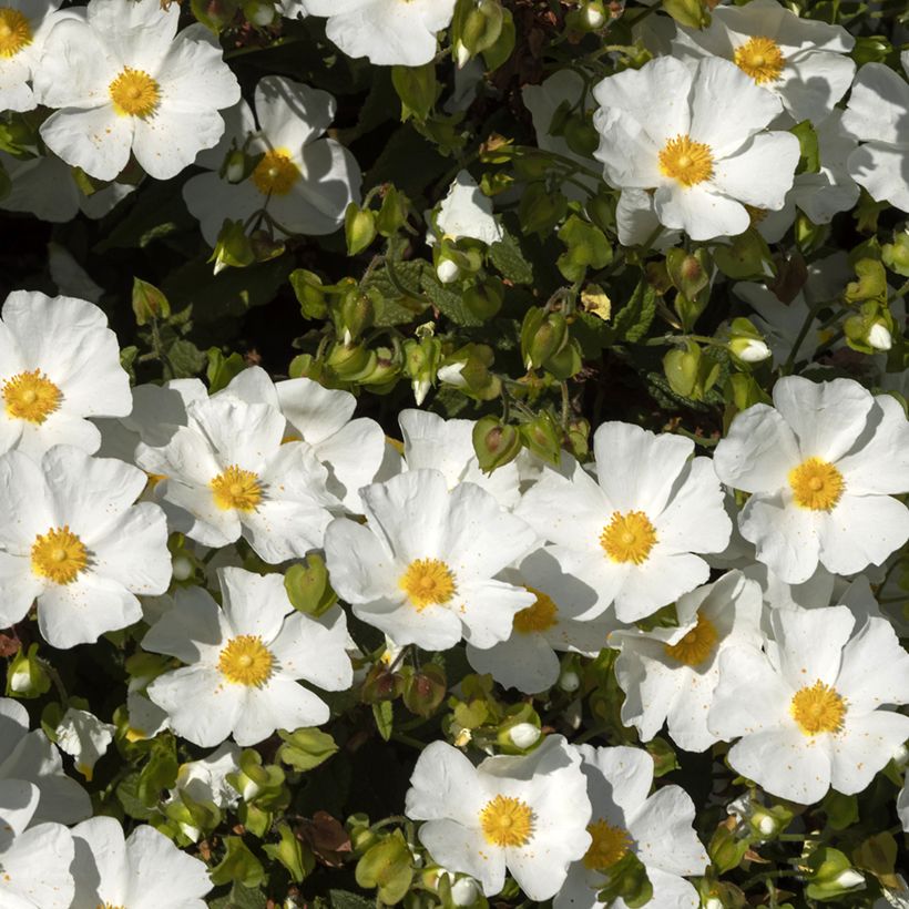 Cistus x corbariensis - Rockrose (Flowering)