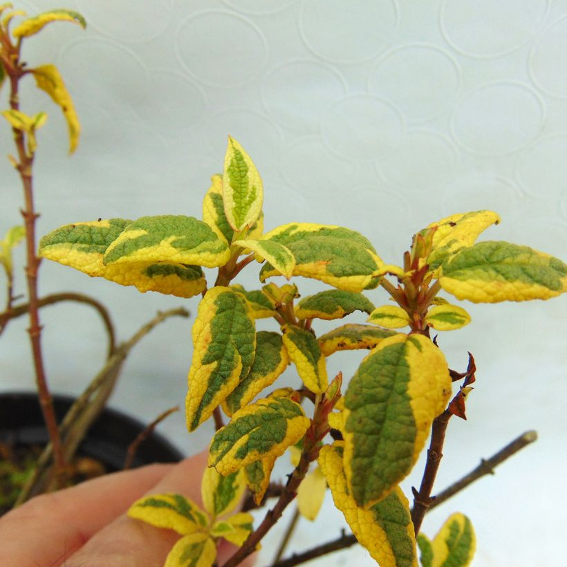 Cistus x corbariensis Rospico - Rockrose (Foliage)