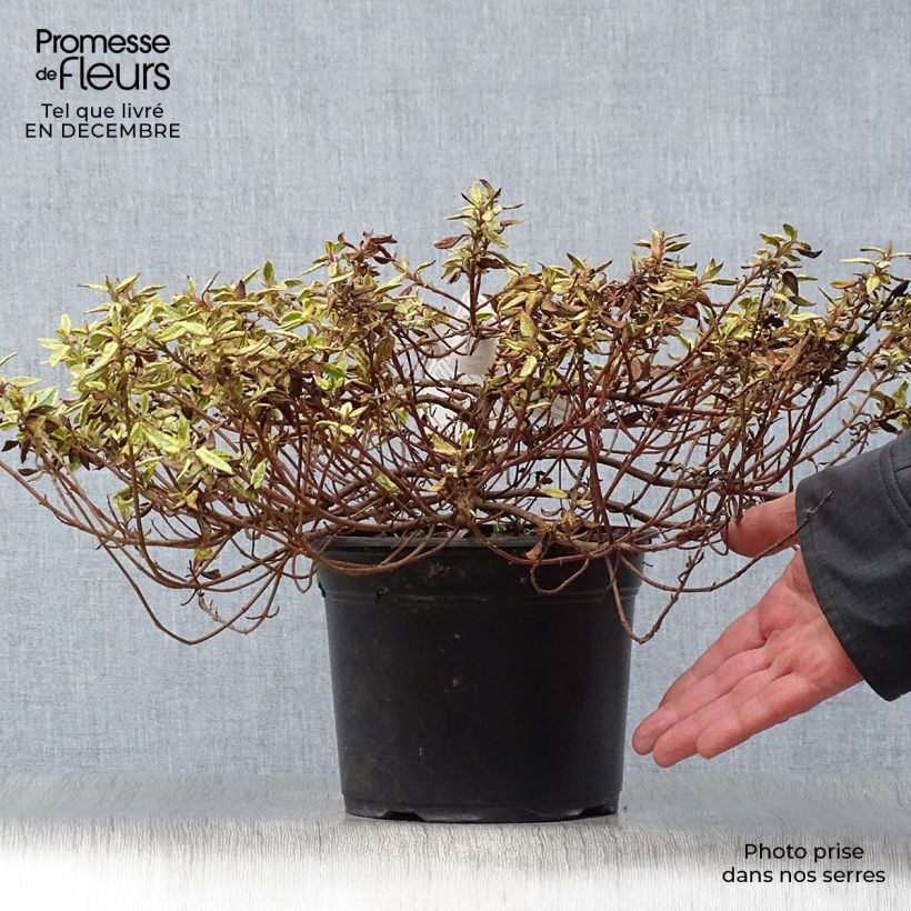 Cistus x corbariensis Rospico - Rockrose 2L/3L pot sample as delivered in winter