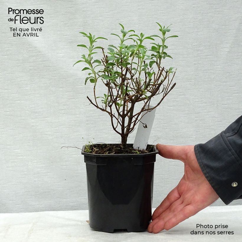 Cistus creticus - Rockrose 3L/4L pot sample as delivered in spring
