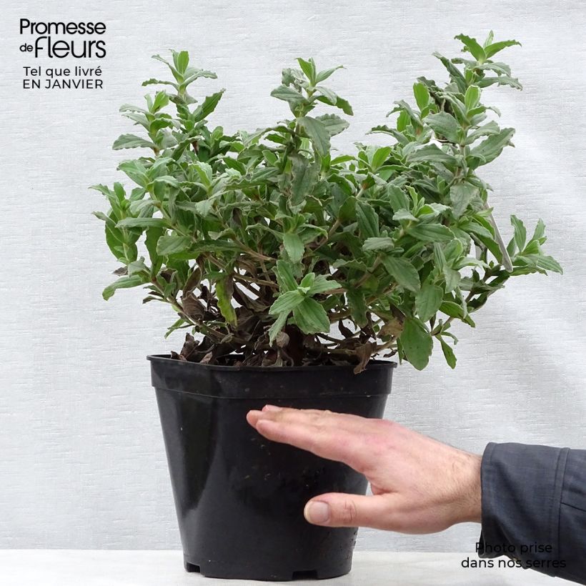 Cistus pulverulentus - Rockrose 2L/3L pot sample as delivered in winter
