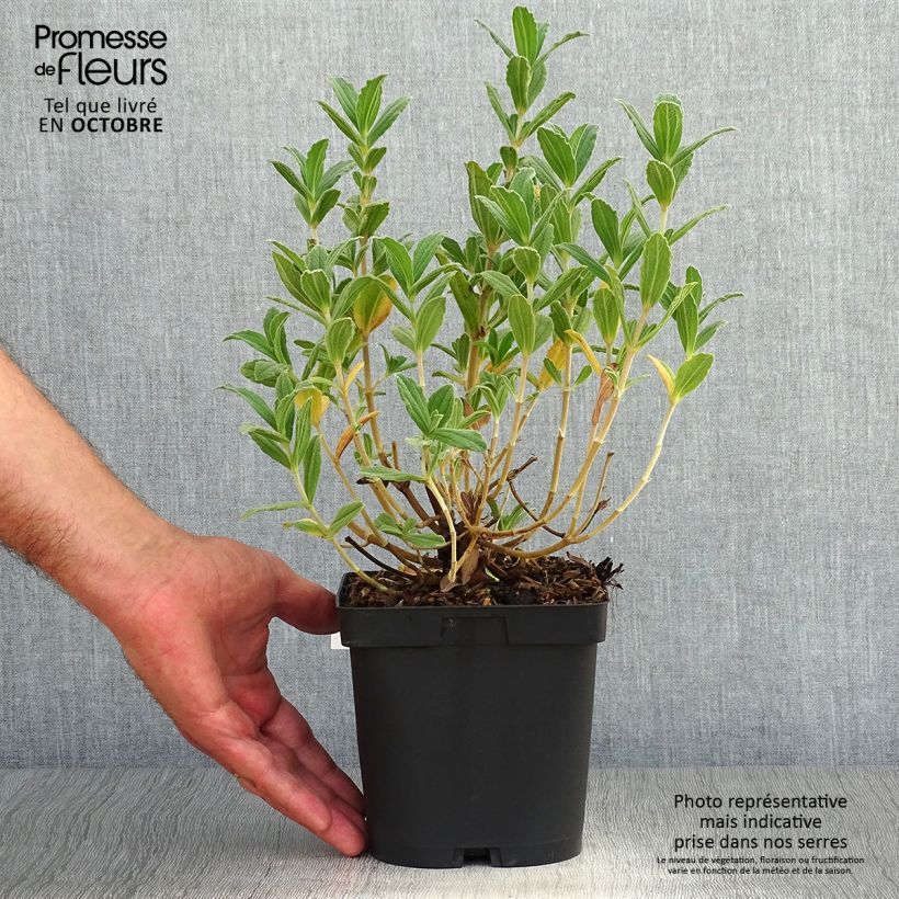Cistus pulverulentus Sunset - Rockrose 2L/3L pot sample as delivered in autumn