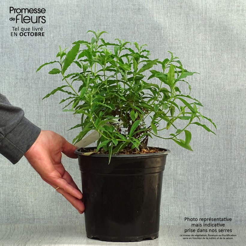 Cistus x purpureus - Rockrose 4L/5L pot sample as delivered in autumn