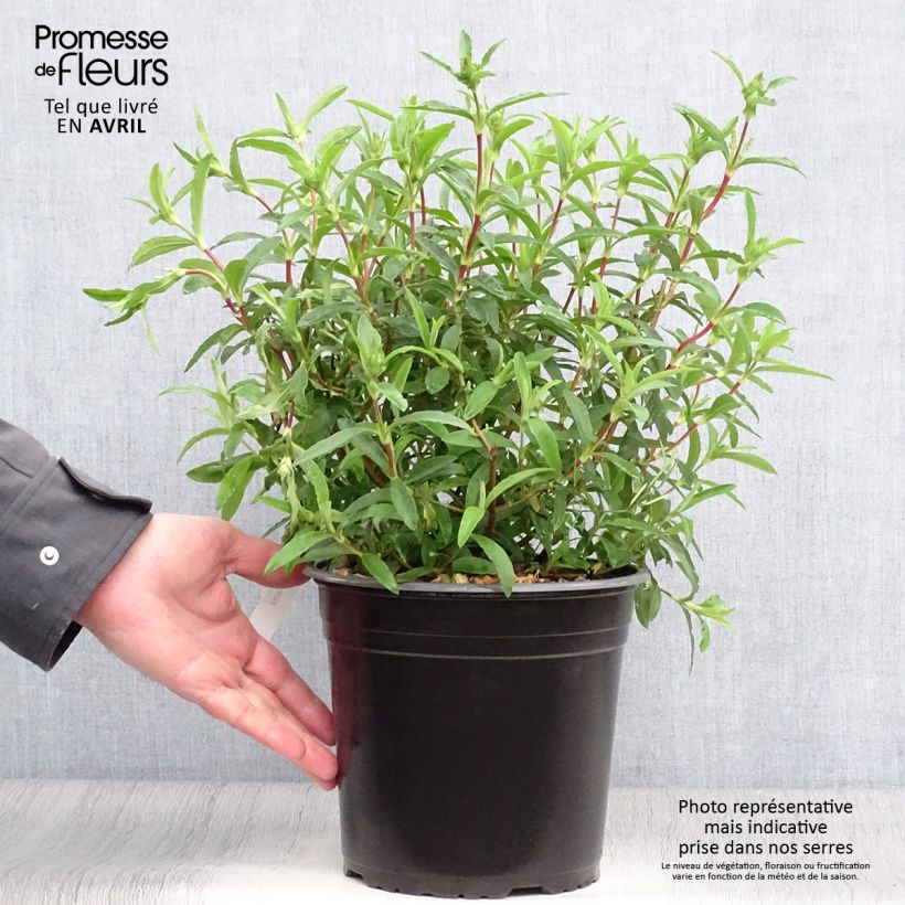 Cistus x purpureus - Rockrose 4L/5L pot sample as delivered in spring