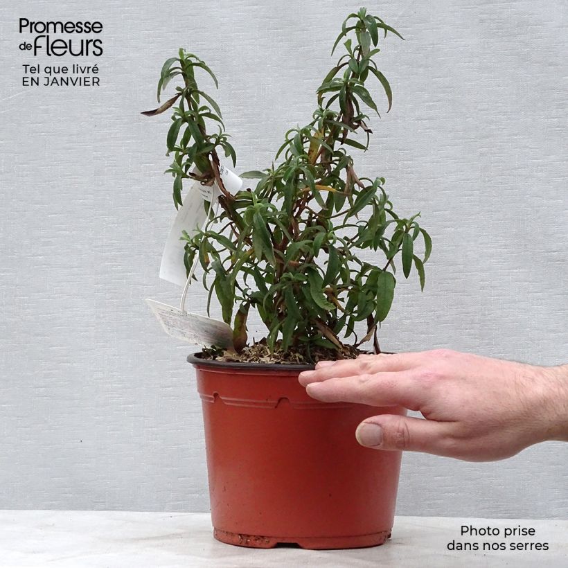 Cistus x purpureus - Rockrose 2L/3L pot sample as delivered in winter