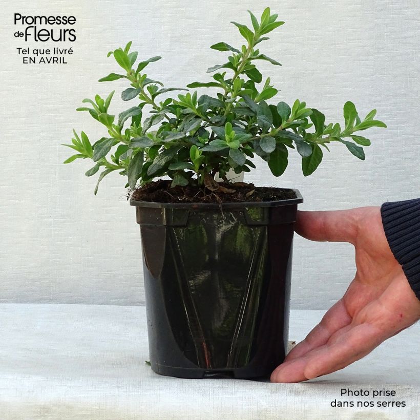 Cistus salviifolius - Rockrose 2L/3L pot sample as delivered in spring