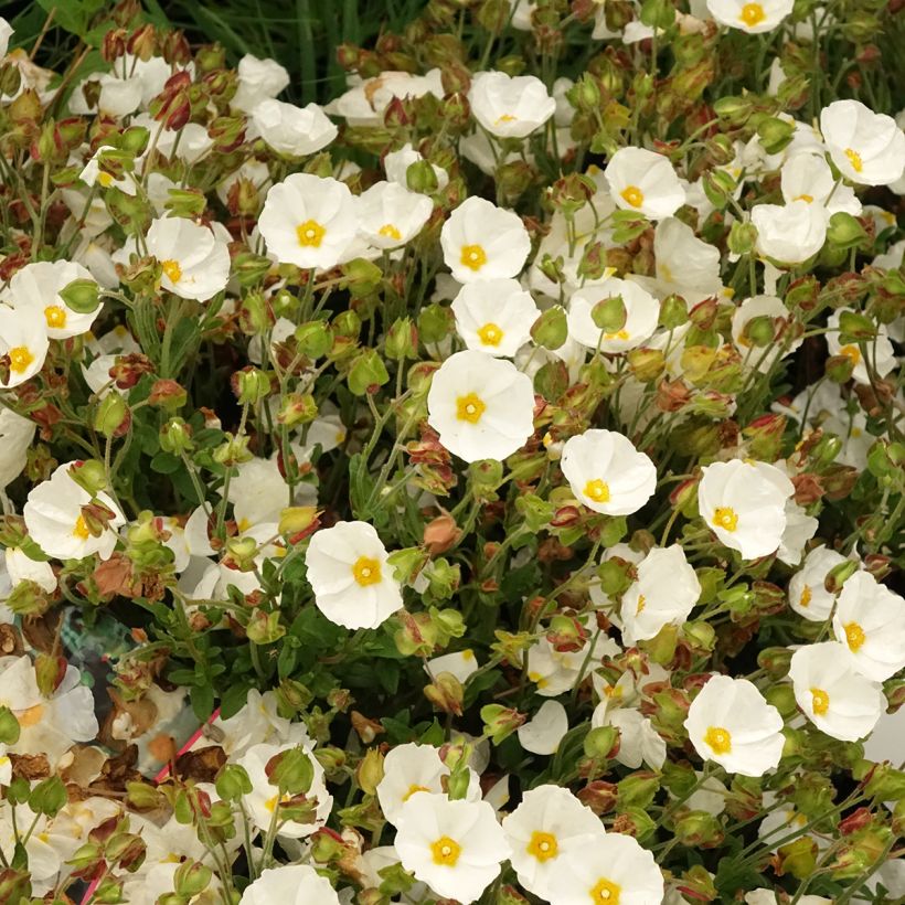 Cistus salviifolius - Rockrose (Flowering)