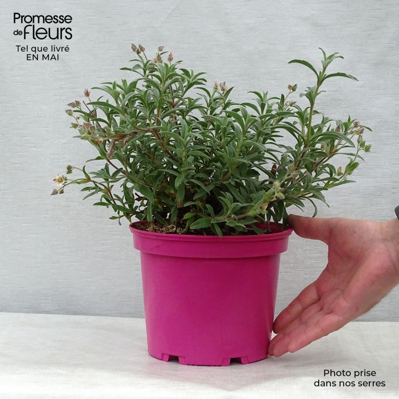 Cistus x skanbergii - Rockrose 2L/3L pot sample as delivered in spring