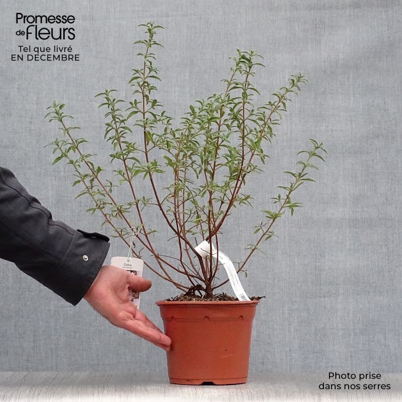 Cistus x skanbergii - Rockrose 2L/3L pot sample as delivered in winter