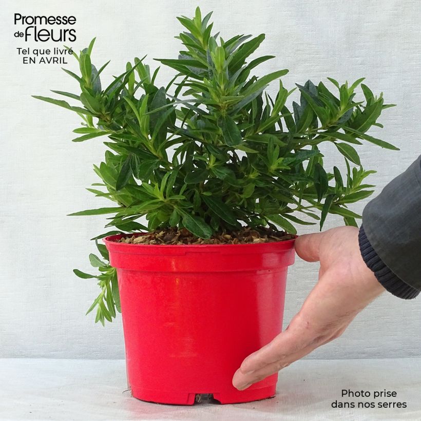 Cistus x loretii - Rockrose 2L/3L pot sample as delivered in spring