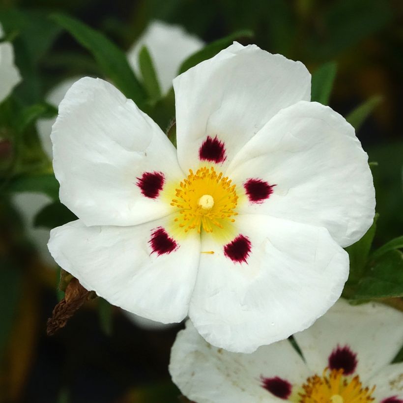 Cistus x loretii - Rockrose (Flowering)