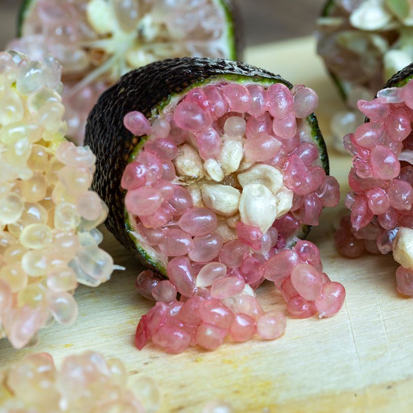 Finger Lime Caviar Rose (pink) - Microcitrus australasica (Harvest)