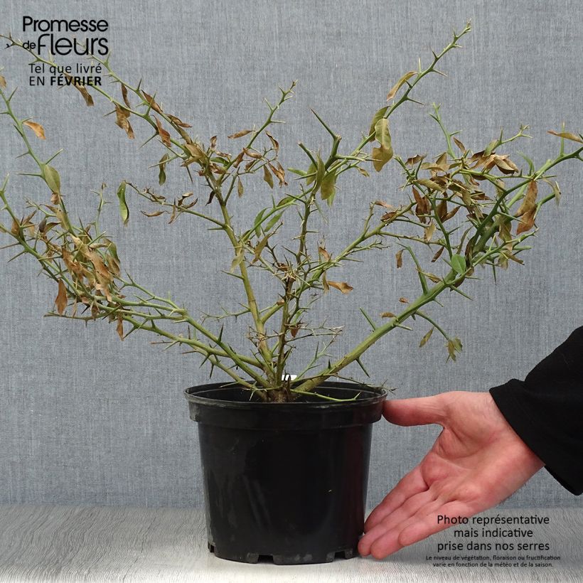 Finger Lime - Microcitrus australasica 2L/3L pot, Clump sample as delivered in winter