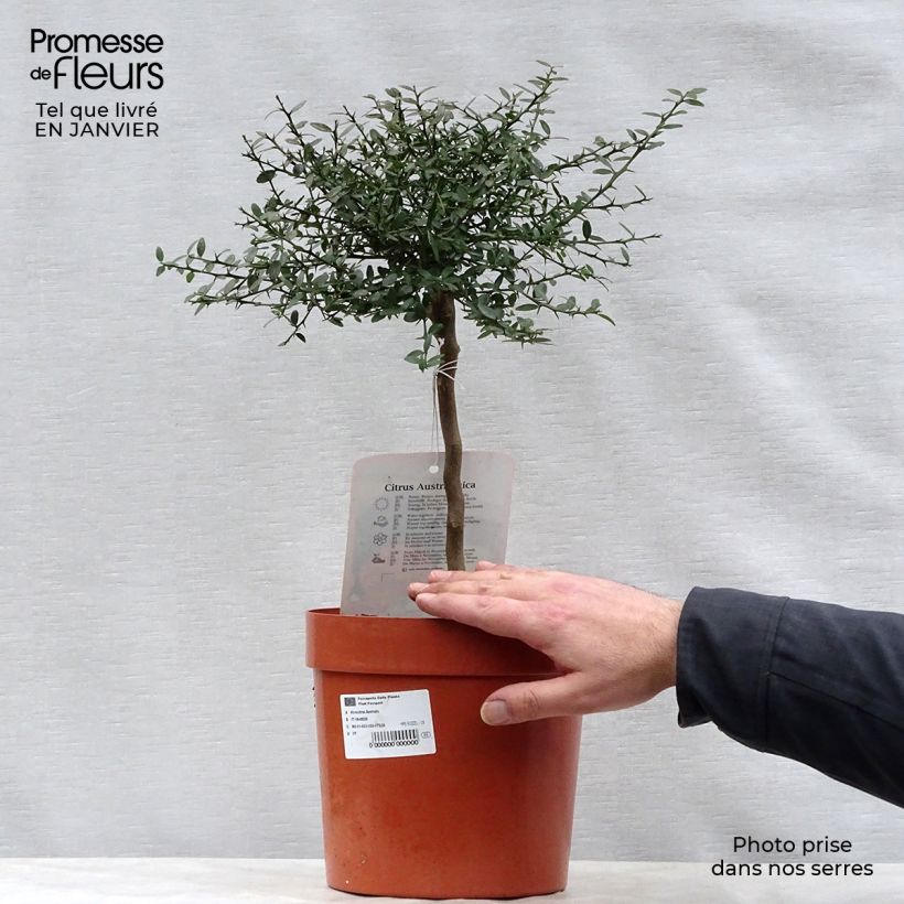 Finger Lime - Microcitrus australasica 4L/5L pot, Quarter standard sample as delivered in winter