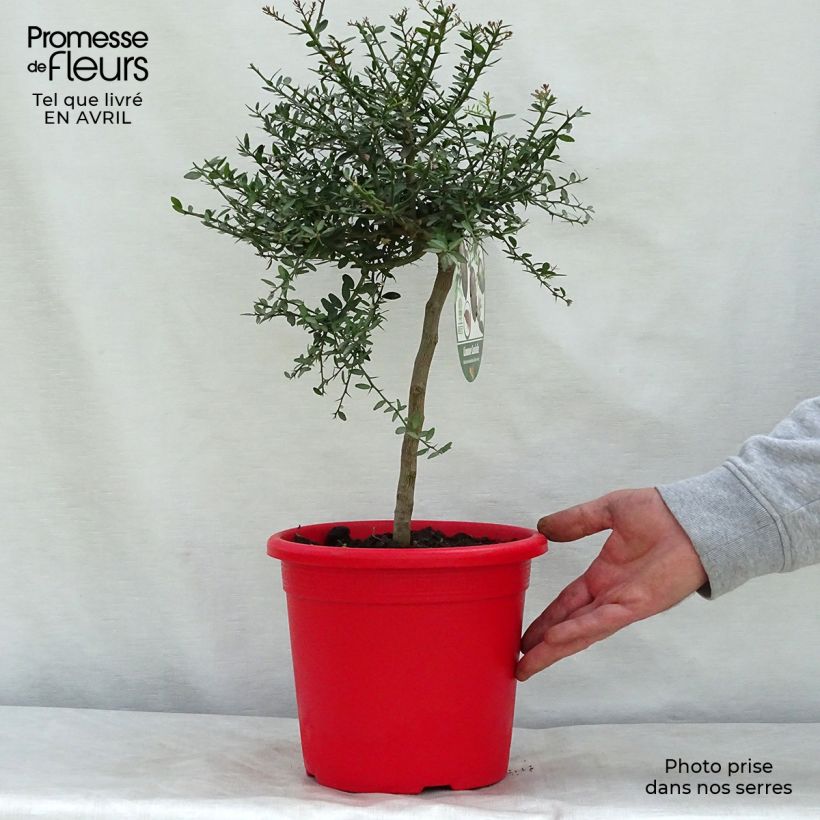 Red Crystal Finger Lime with red pearls - Microcitrus australasica 2L/3L pot, Bush sample as delivered in spring