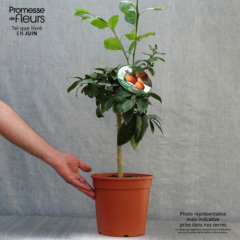 Citrus aurantiifolia Red Lime - Key Lime 4L/5L pot, Quarter standard sample as delivered in summer